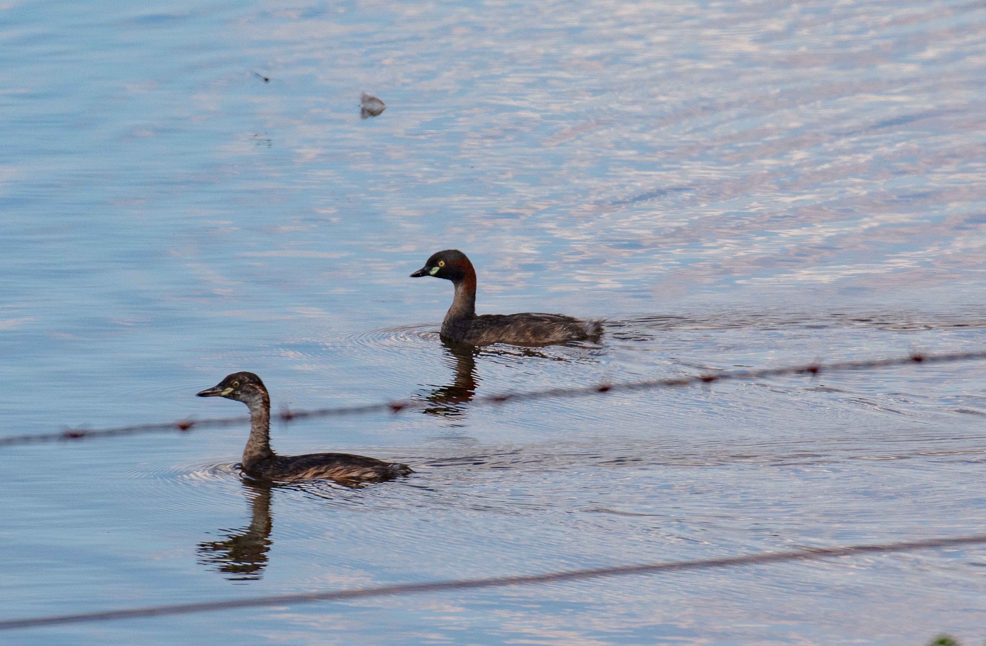 Australasian Grebe and juvenile