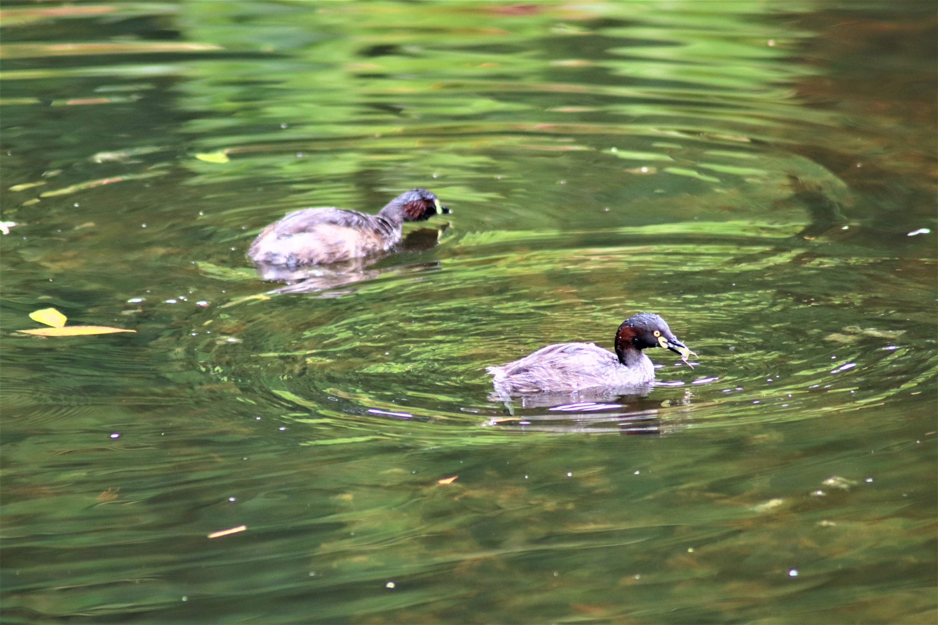 Australasian Grebe (Tachybaptus novaehollandiae)