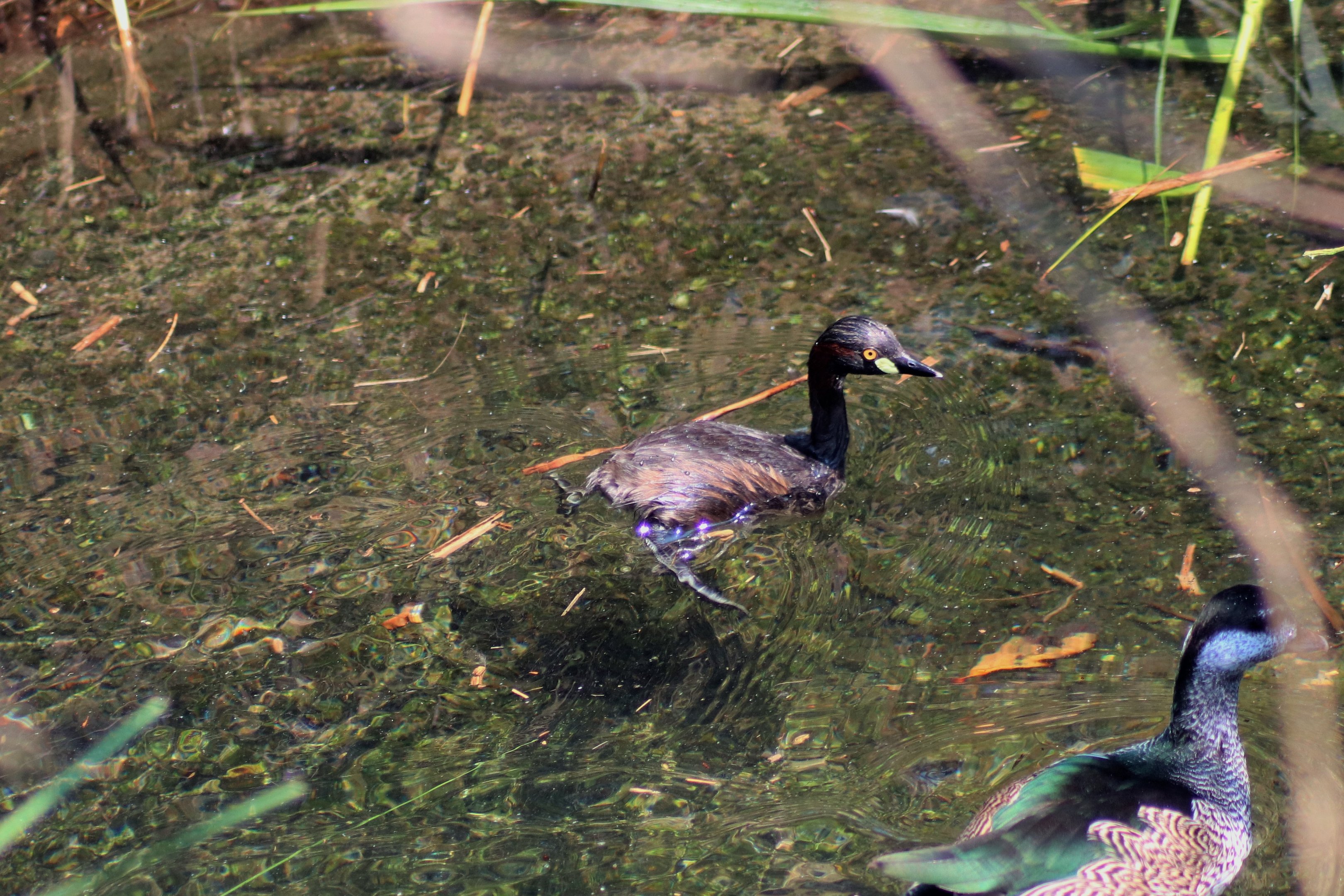 Australasian Grebe (Tachybaptus novaehollandiae)