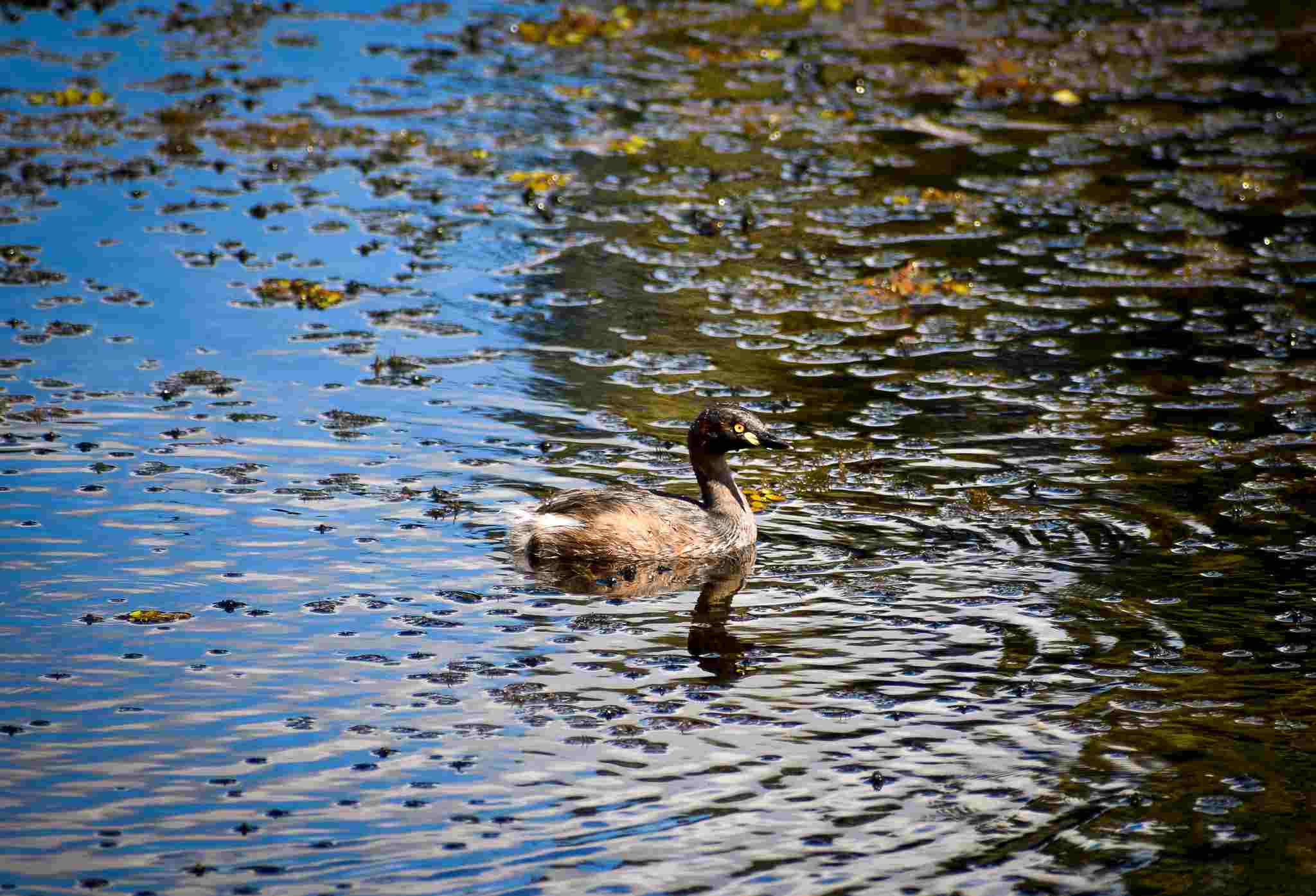 Australasian Grebe (Tachybaptus novaehollandiae)