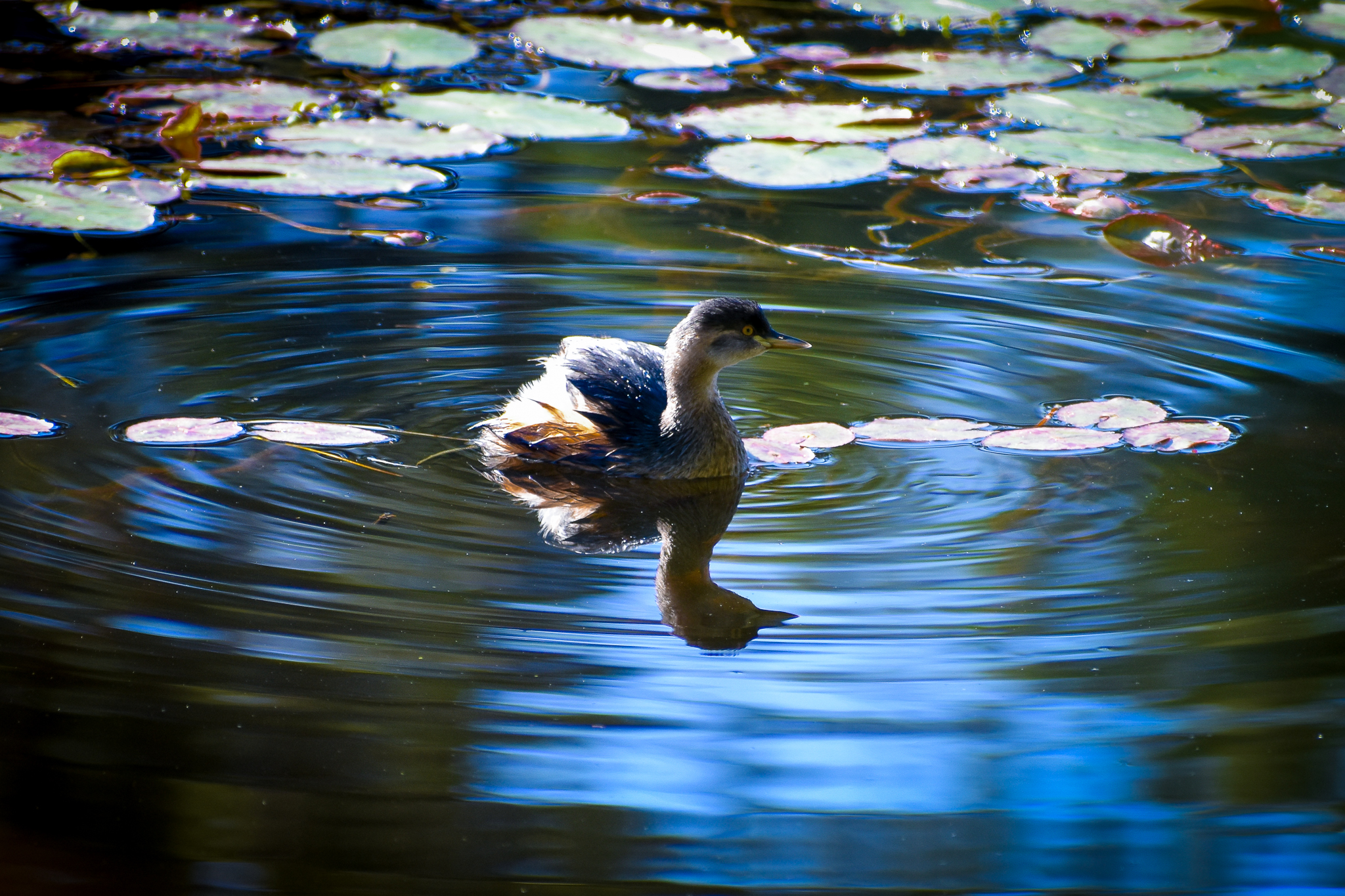 Australasian Grebe (Tachybaptus novaehollandiae)