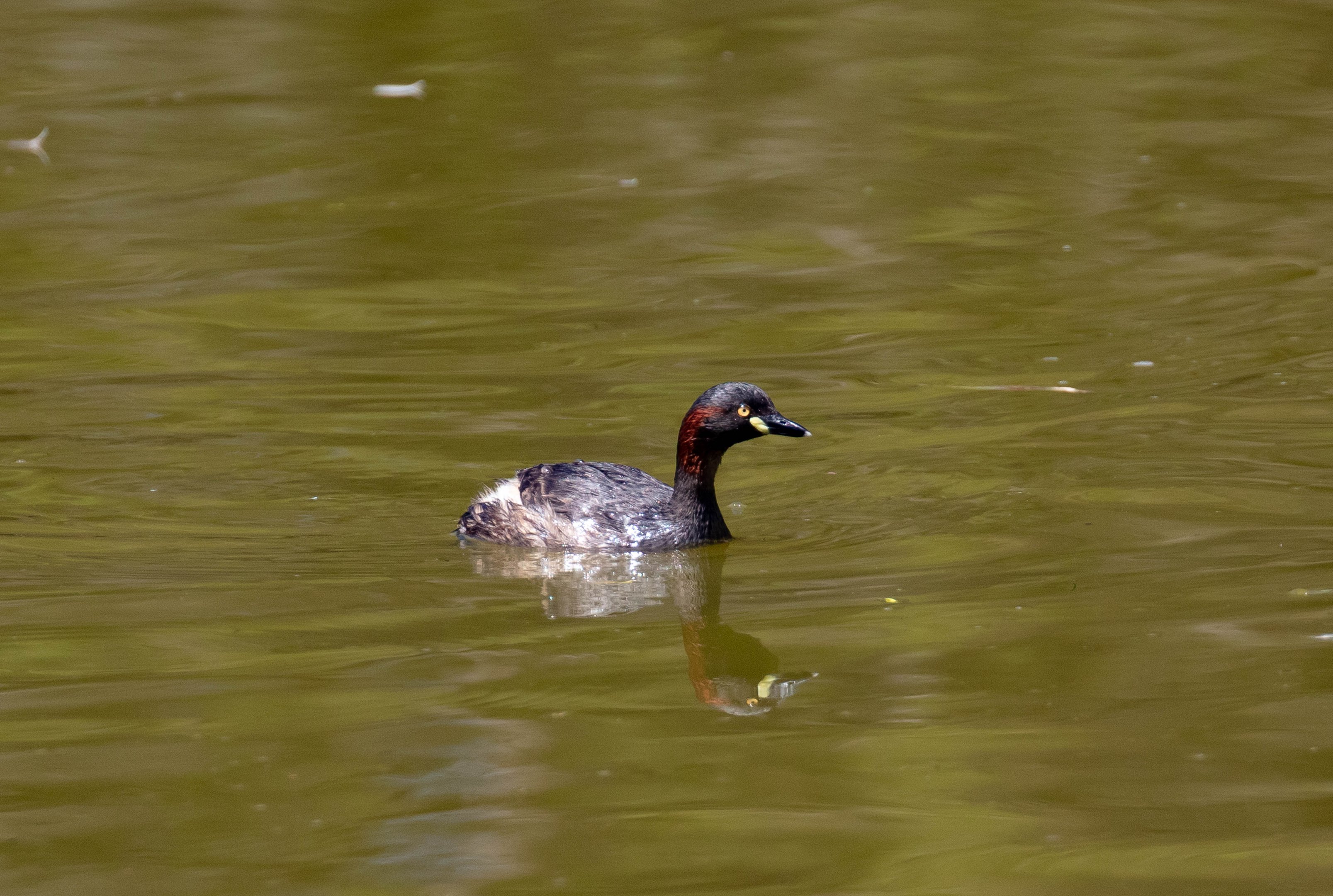 Australasian Grebe (wild bird)