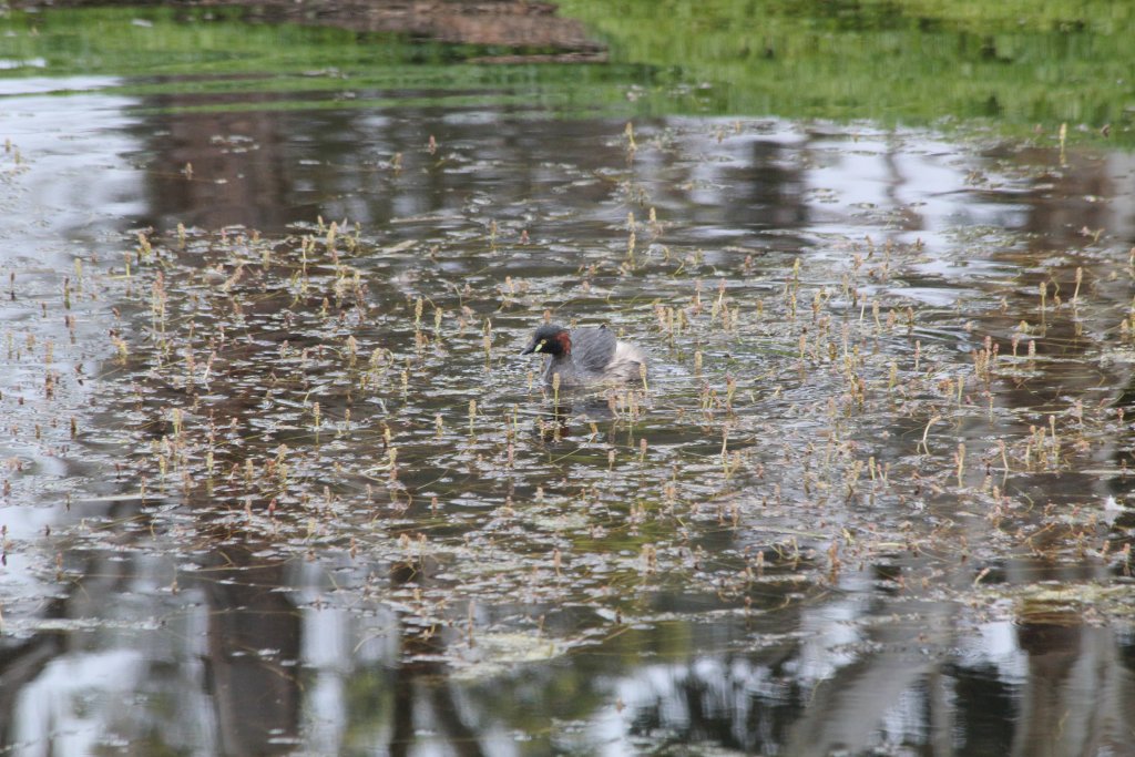 Australasian Grebe - wild