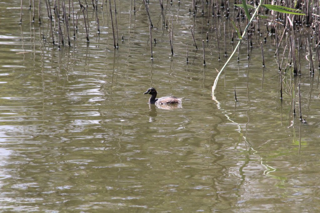 Australasian Grebe - wild
