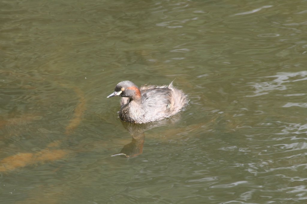 Australasian Grebe
