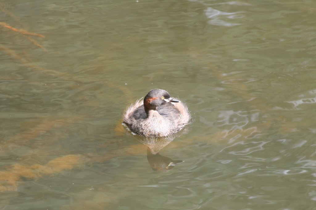 Australasian Grebe