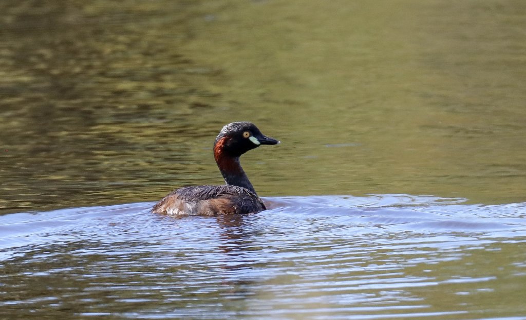 Australasian Grebe