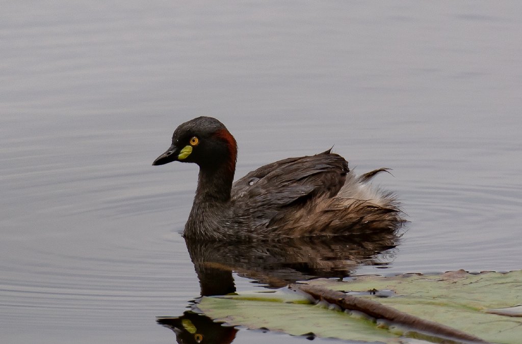 Australasian Grebe