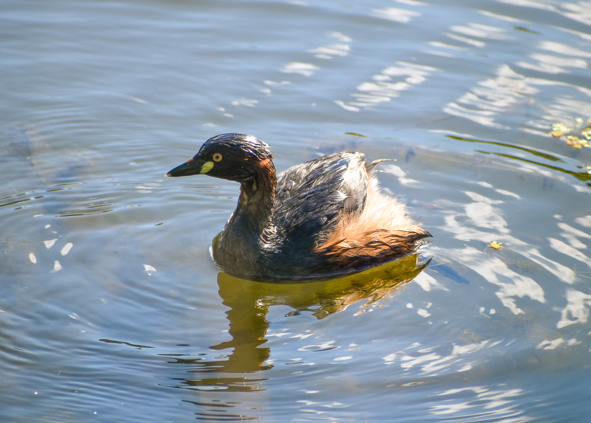Australasian Grebe