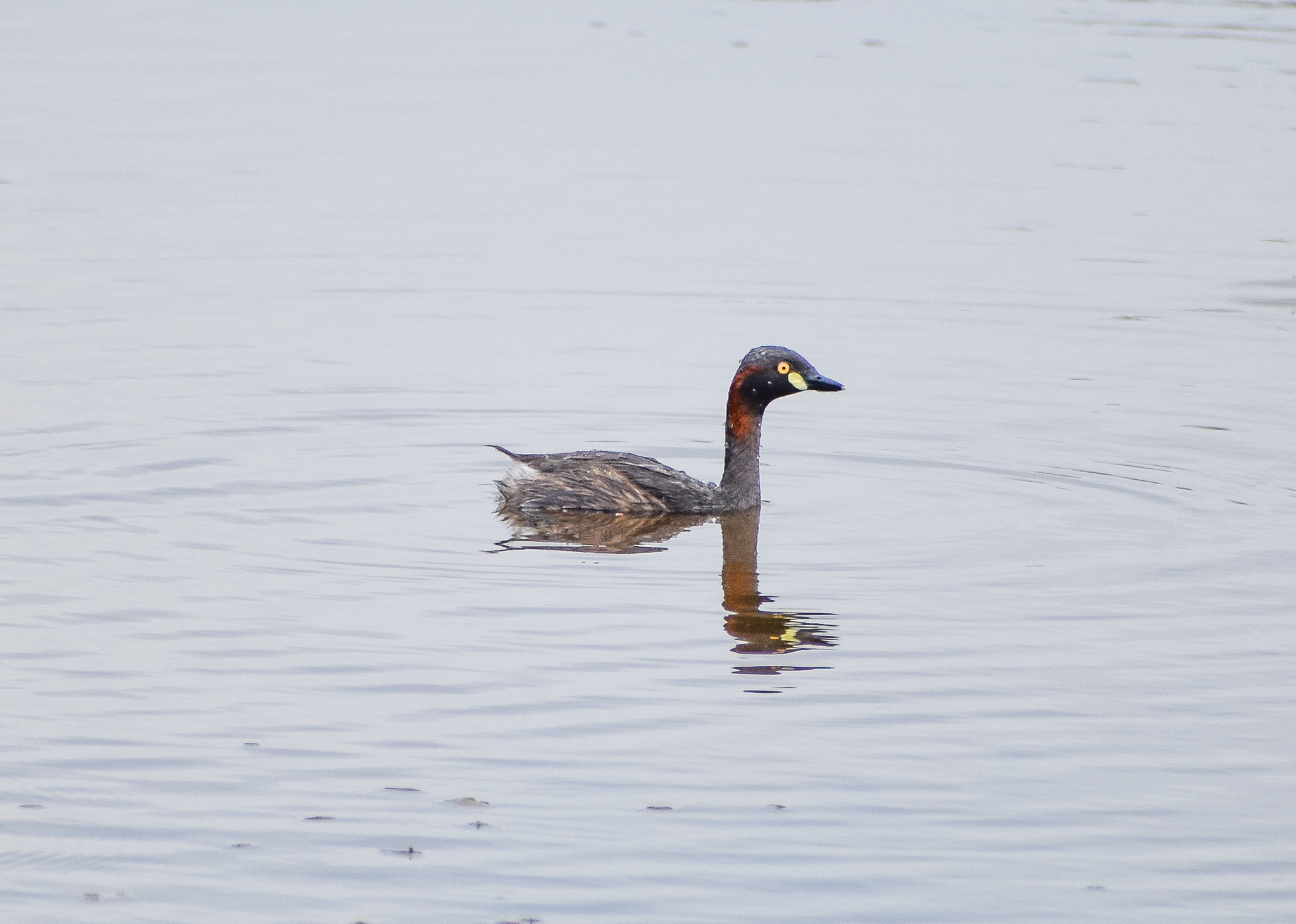Australasian Grebe