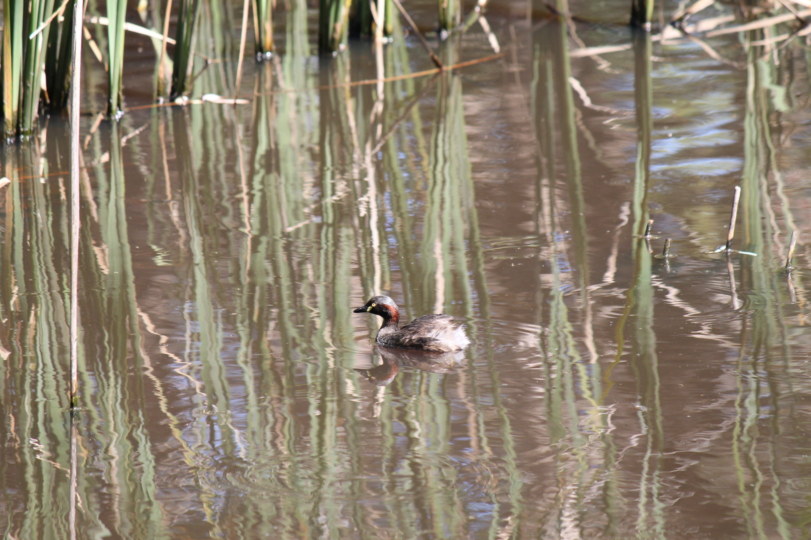Australasian Grebe