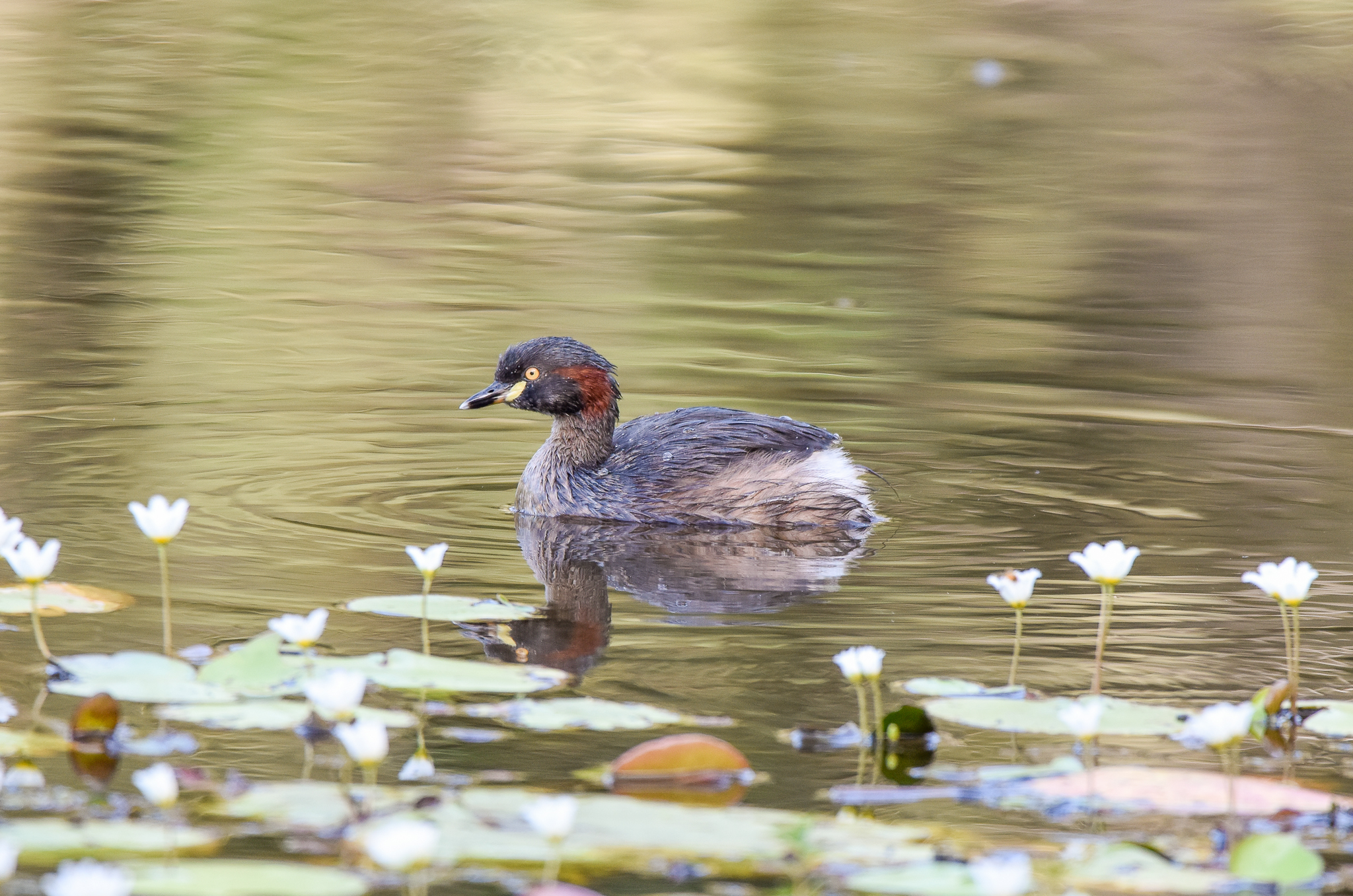 Australasian Grebe