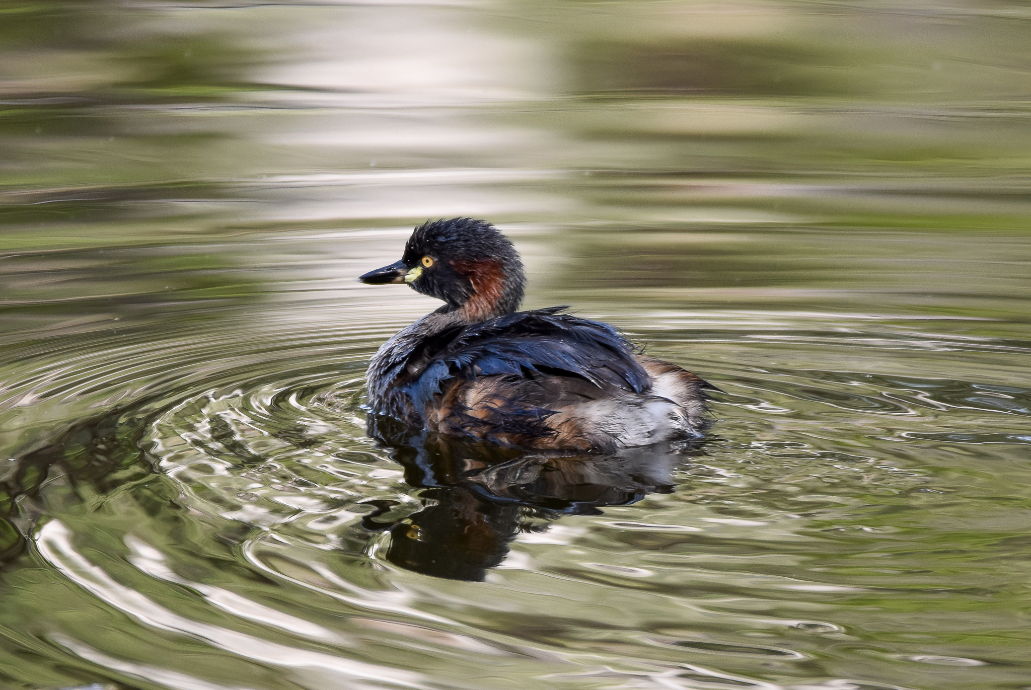 Australasian Grebe