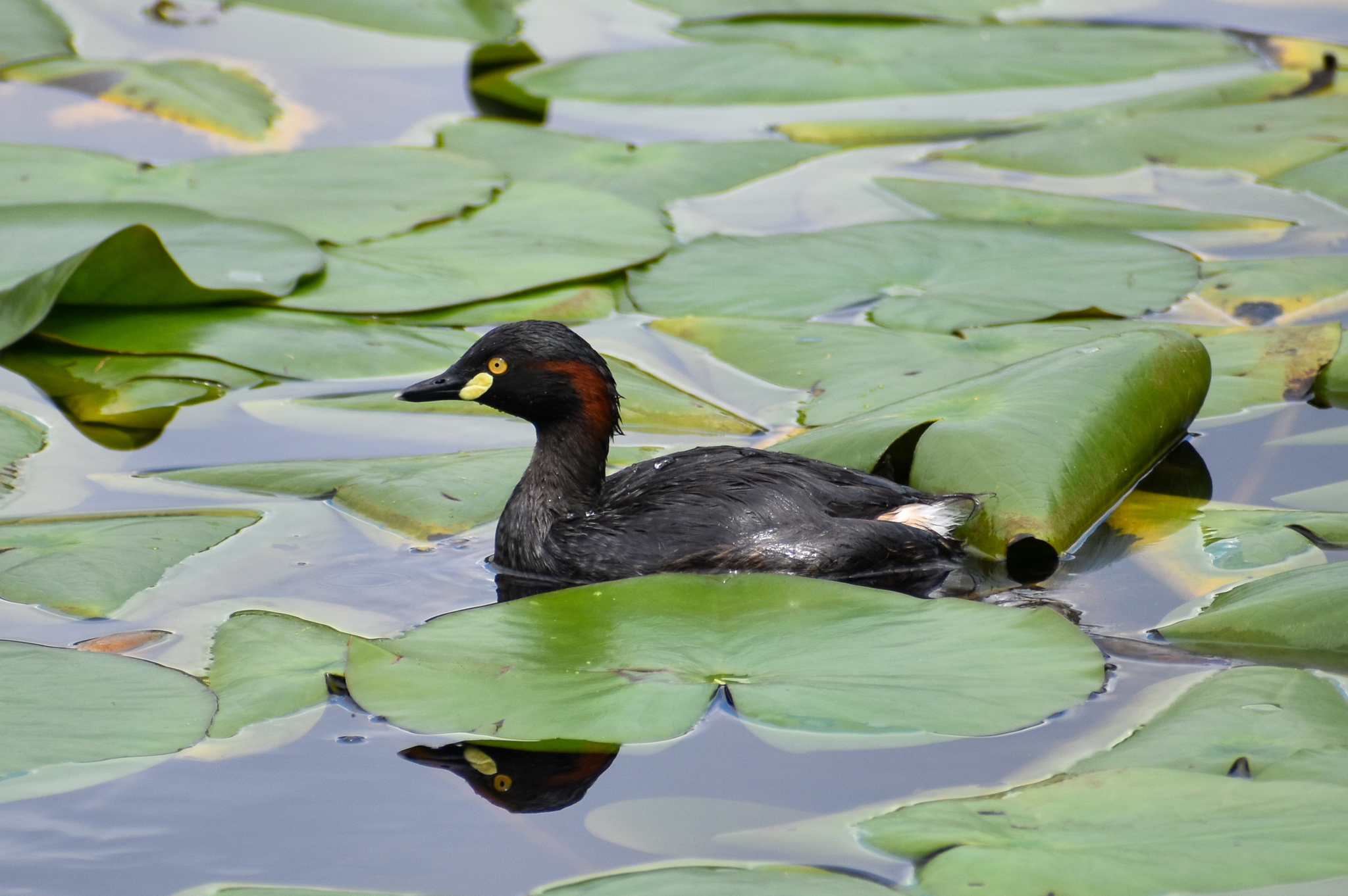 Australasian Grebe