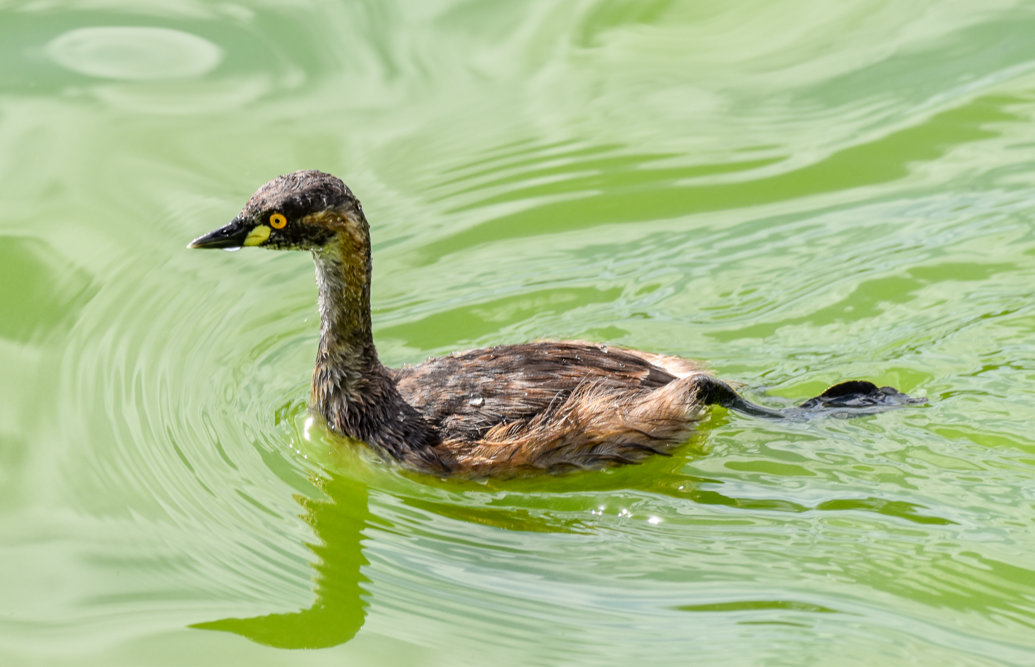 Australasian Grebe