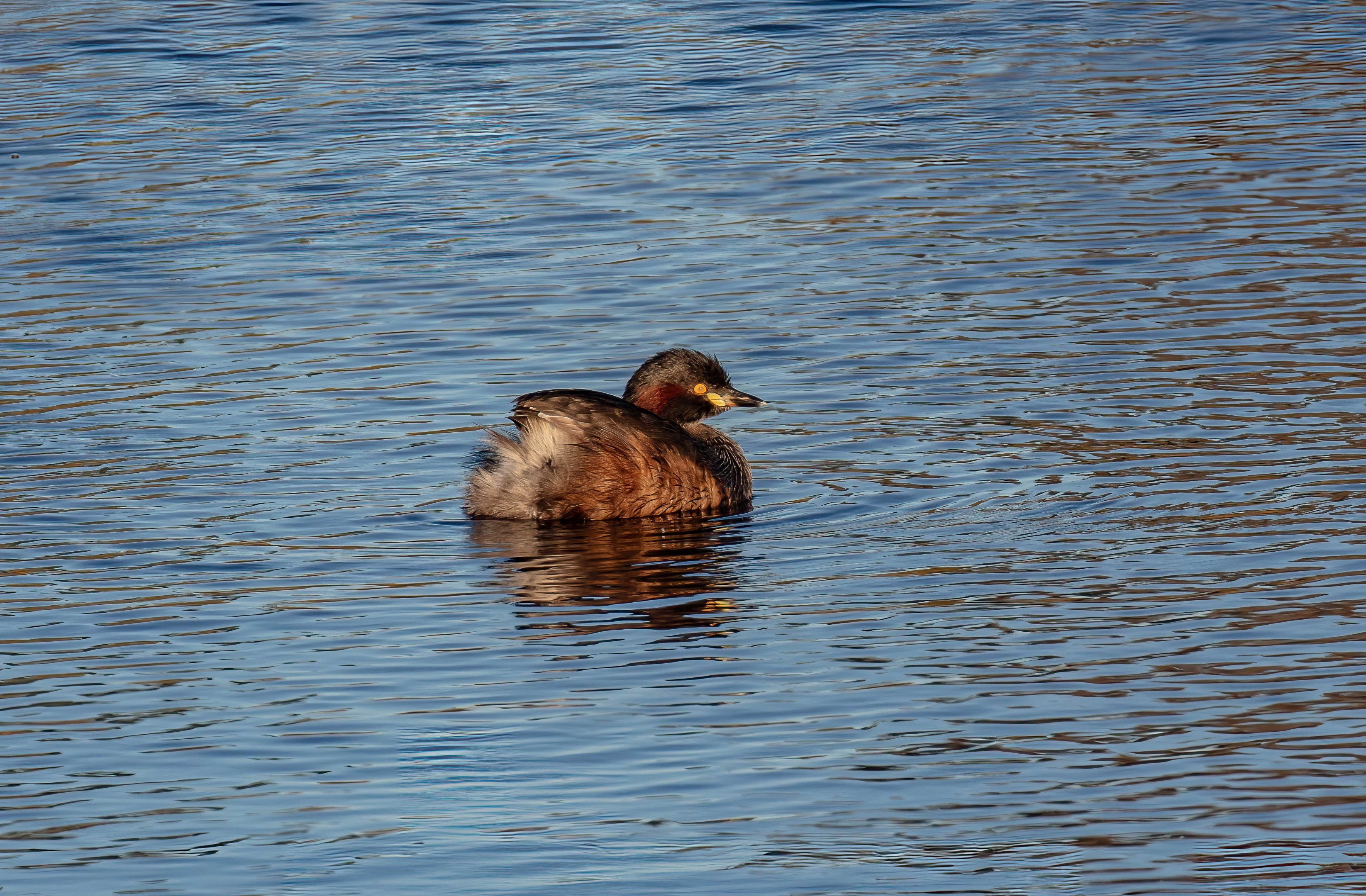 Australasian Grebe