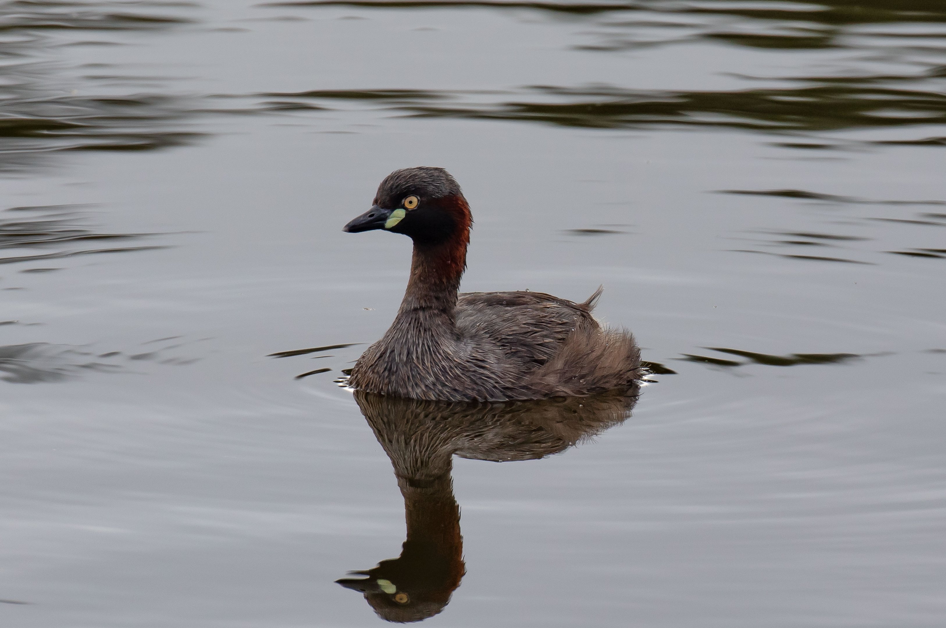 Australasian Grebe