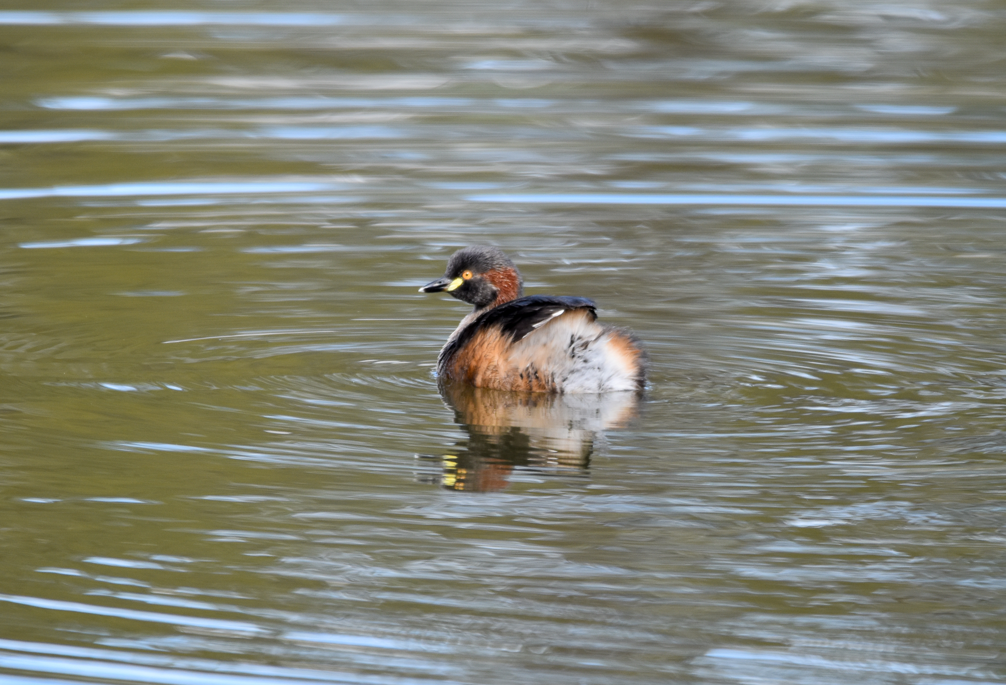 Australasian Grebe
