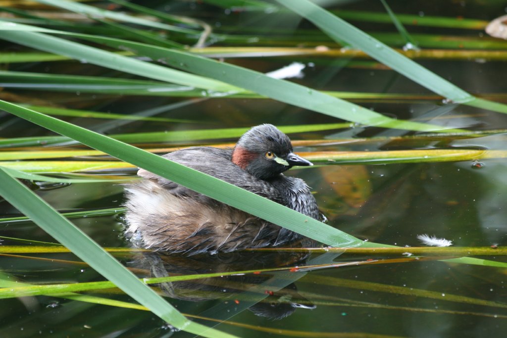 Australasian Grebe