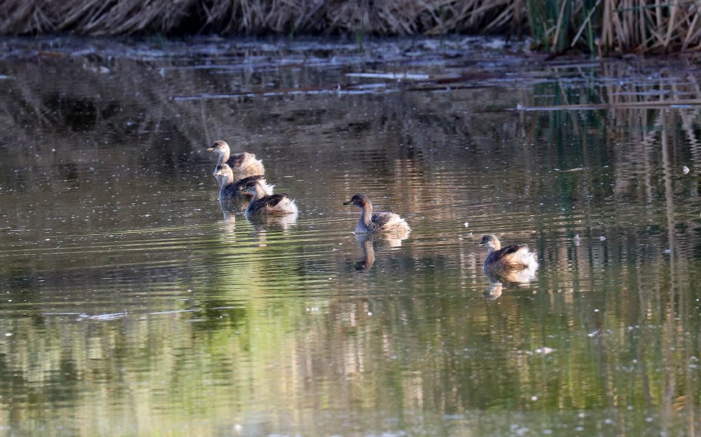 Australasian Grebes