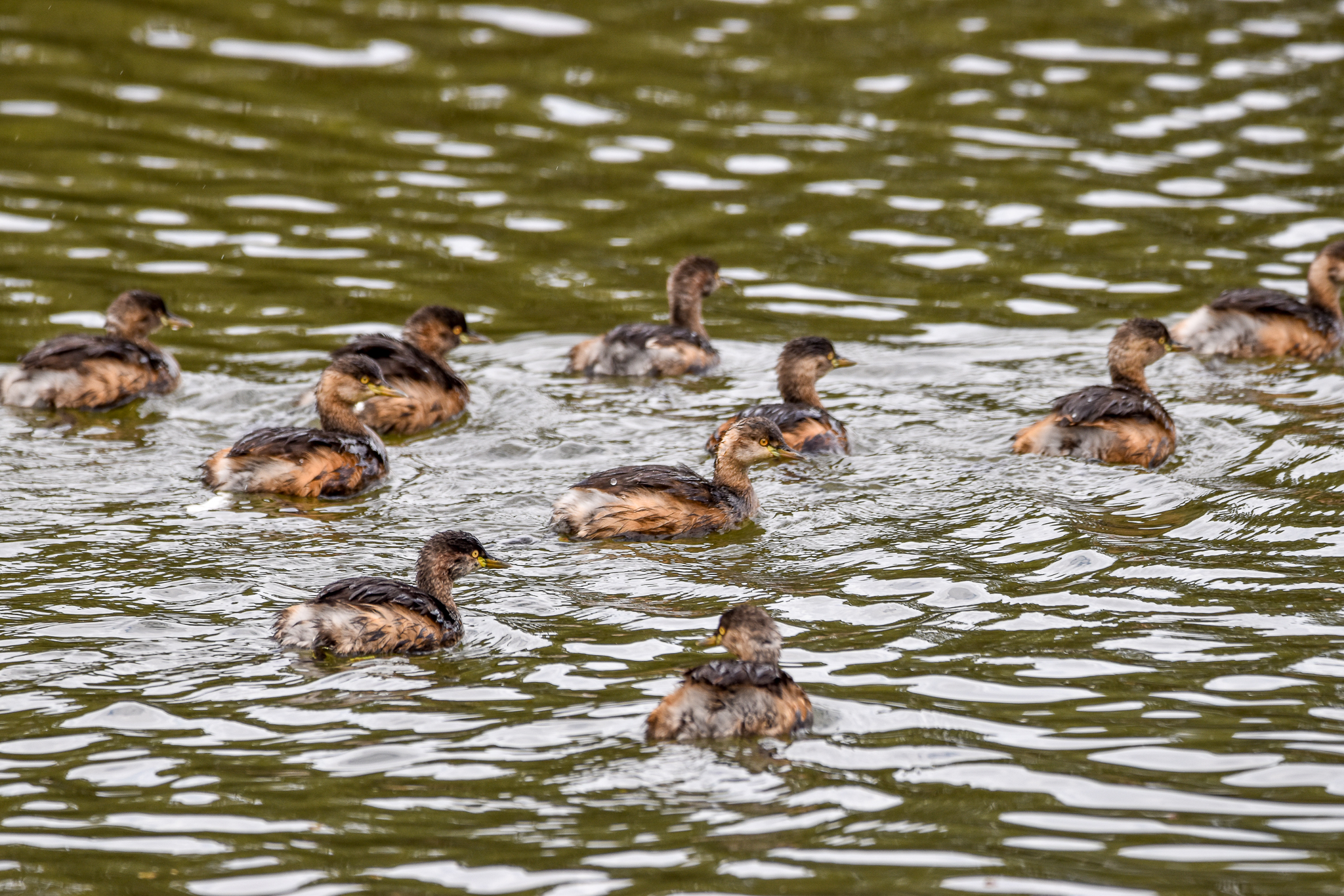 Australasian Grebes