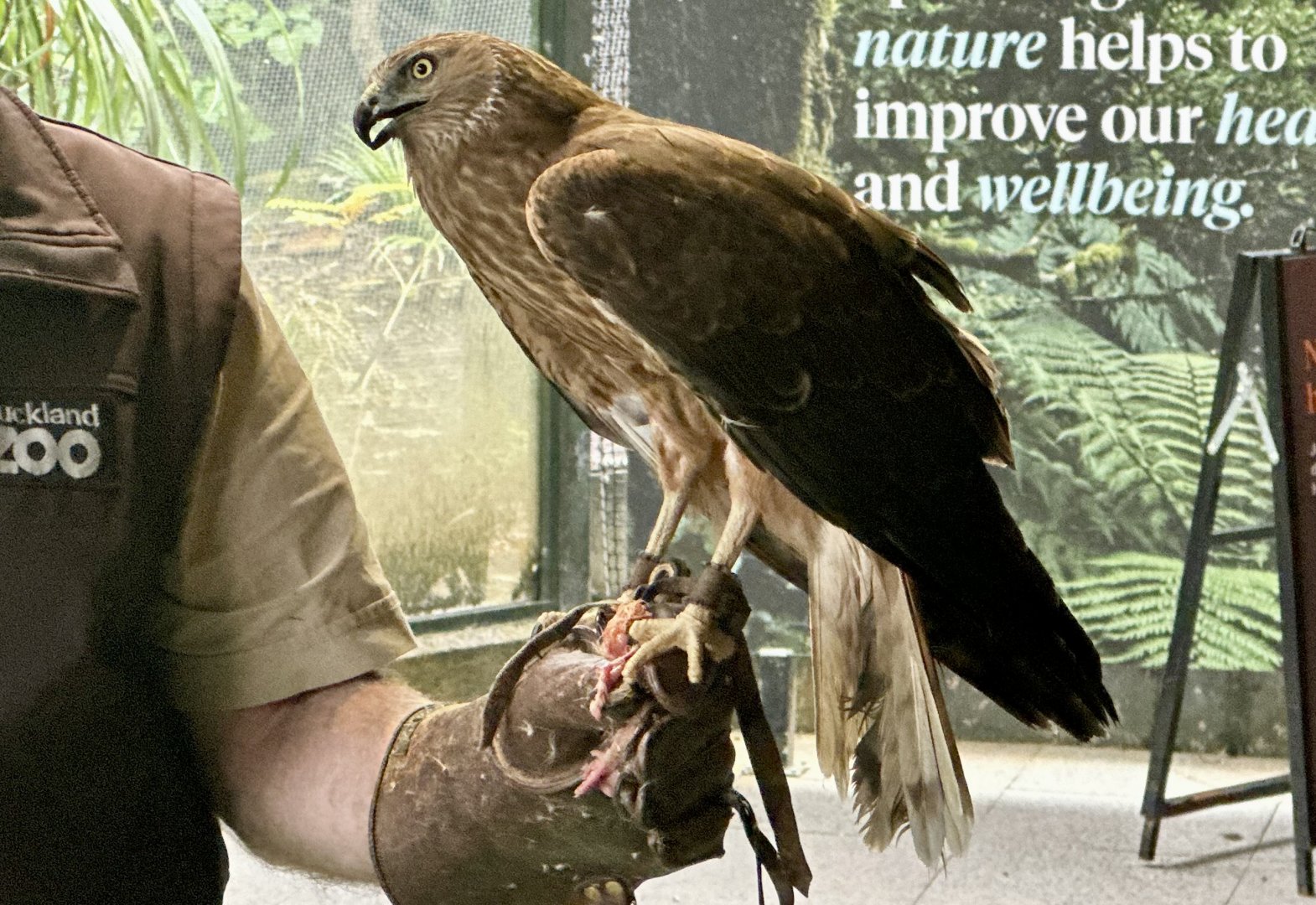 Australasian Harrier (Keeper Talk)