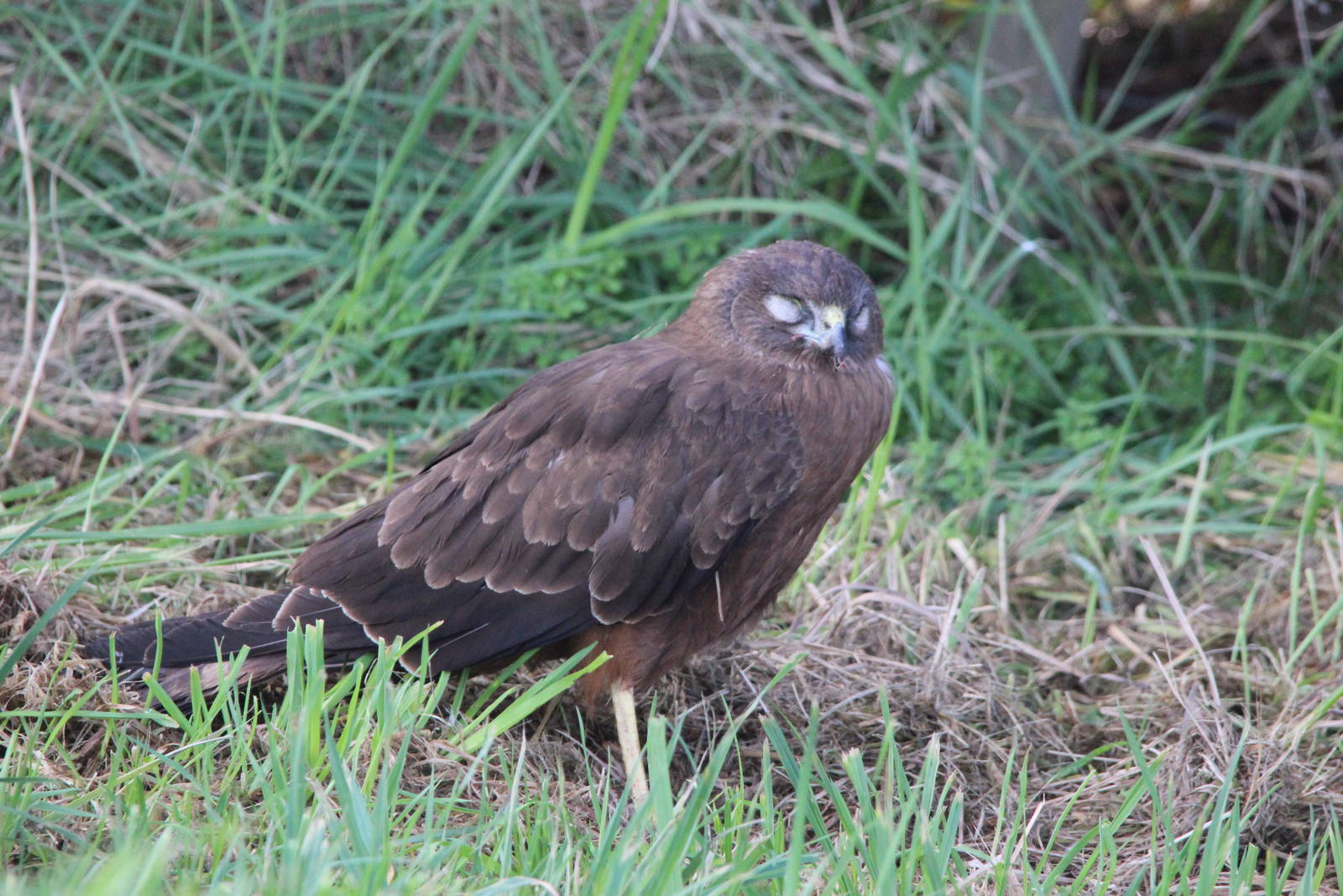 Australasian Harrier