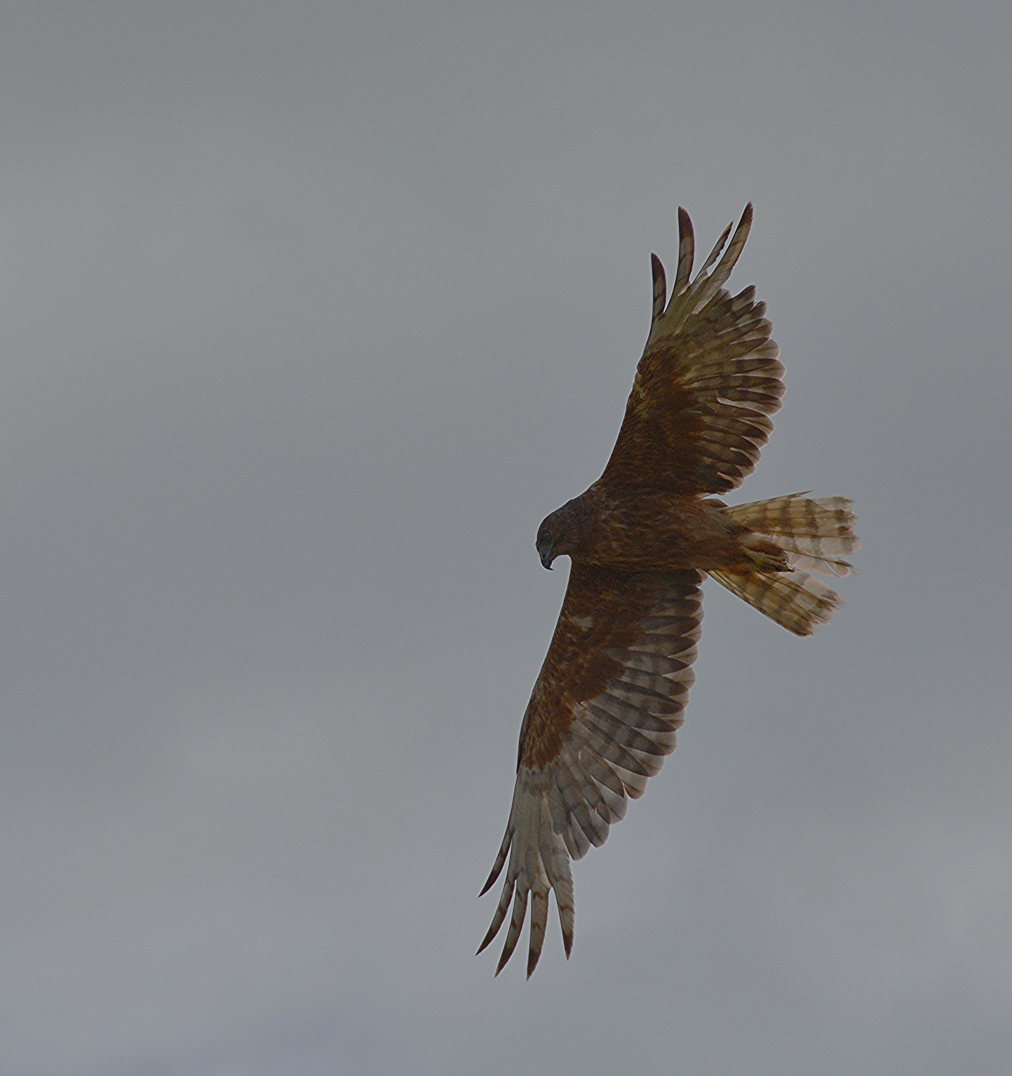 Australasian harrier