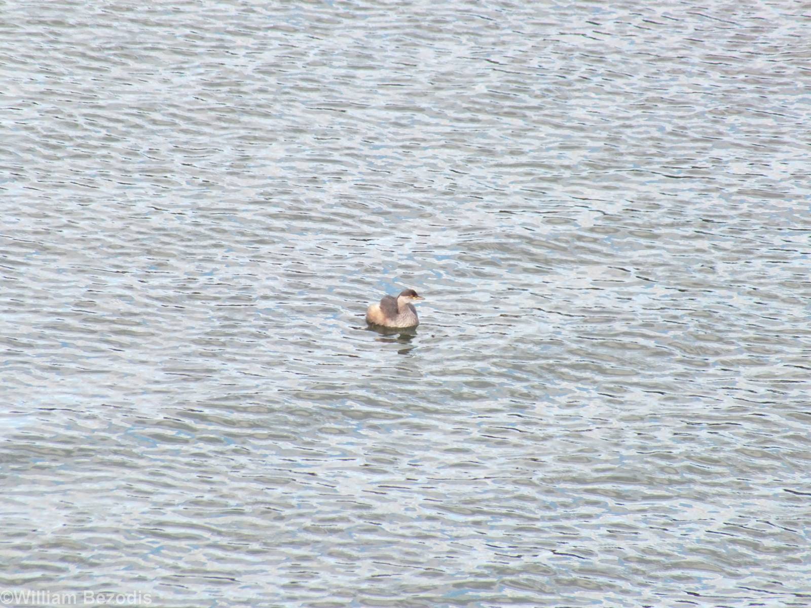 Australasian Little Grebe
