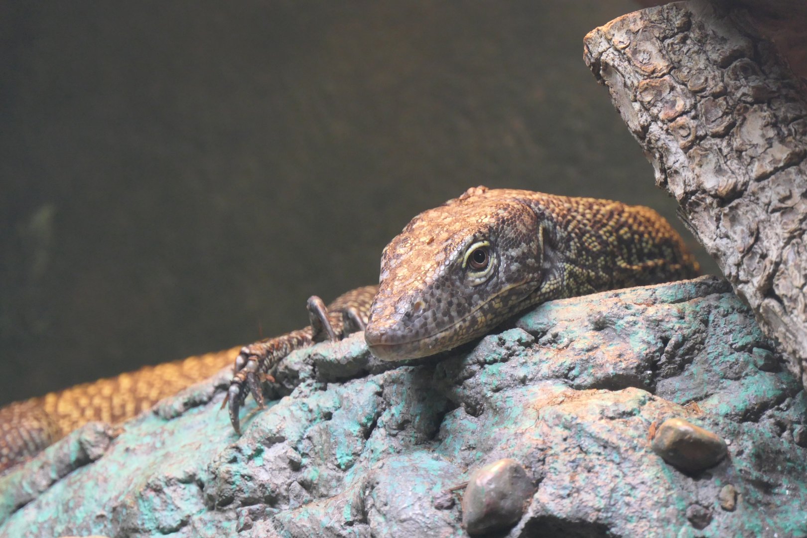 Australasian Mangrove Monitor (Varanus chlorostigma)