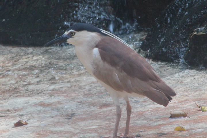 Australasian nankeen night heron (Nycticorax caledonicus australasiae)