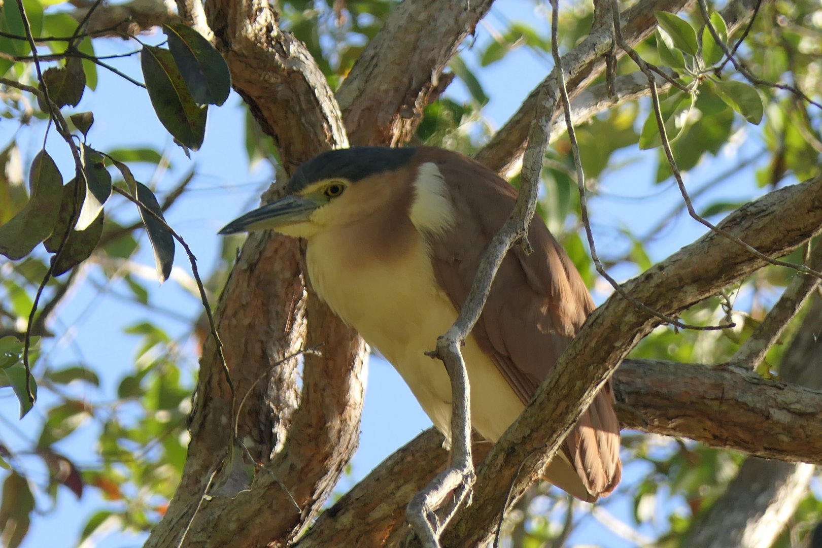 Australasian Nankeen Night-Heron (Nycticorax caledonicus australasiae)