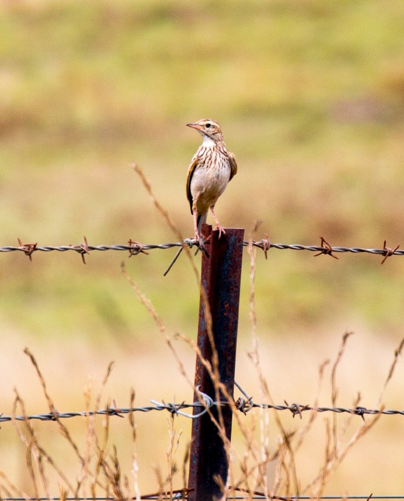 Australasian Pipit