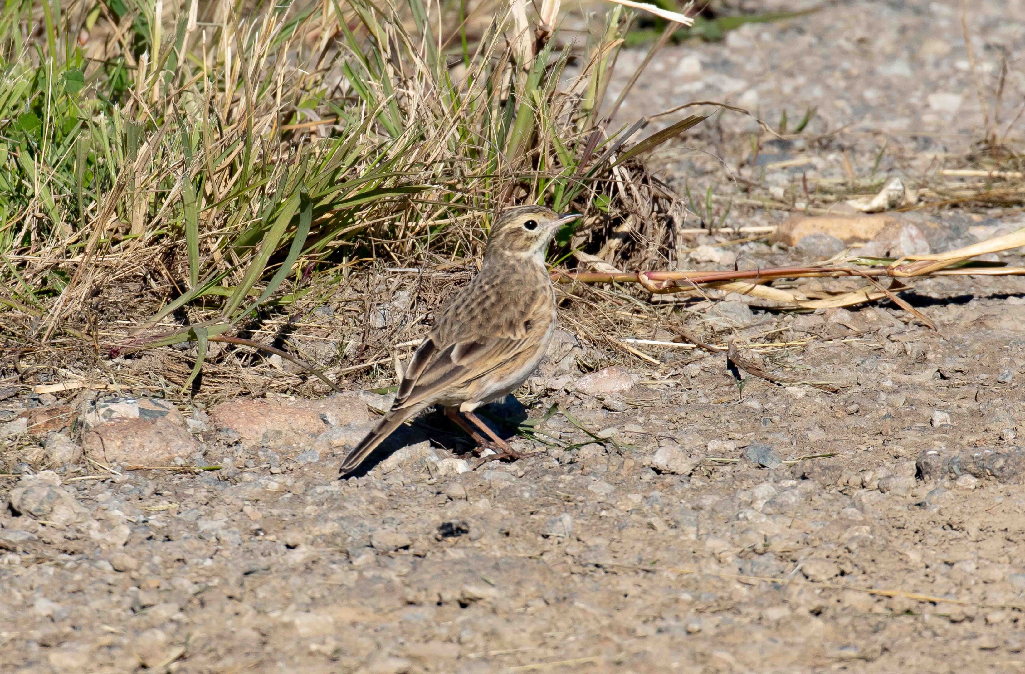 Australasian Pipit