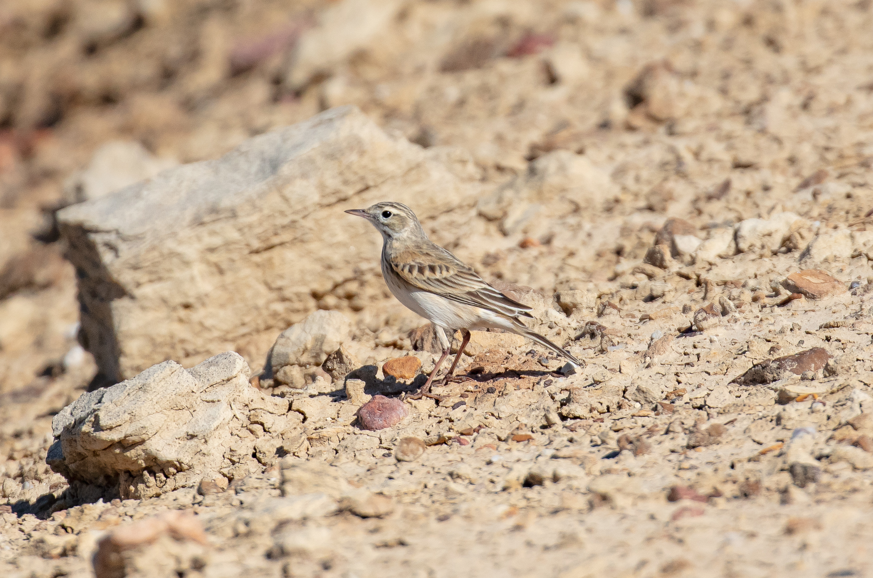 Australasian Pipit