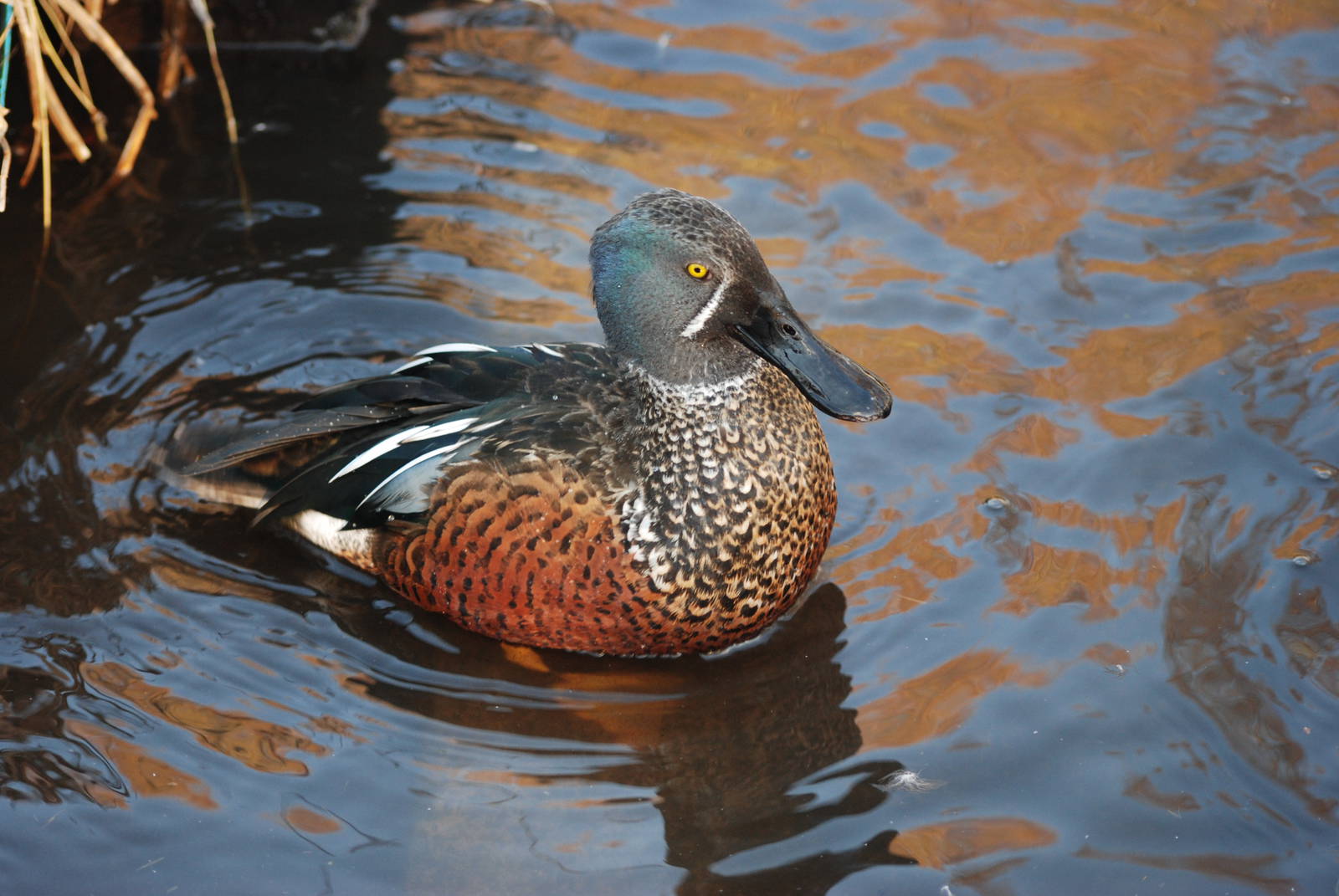 Australasian Shoveler at Martin Mere, 28/01/11