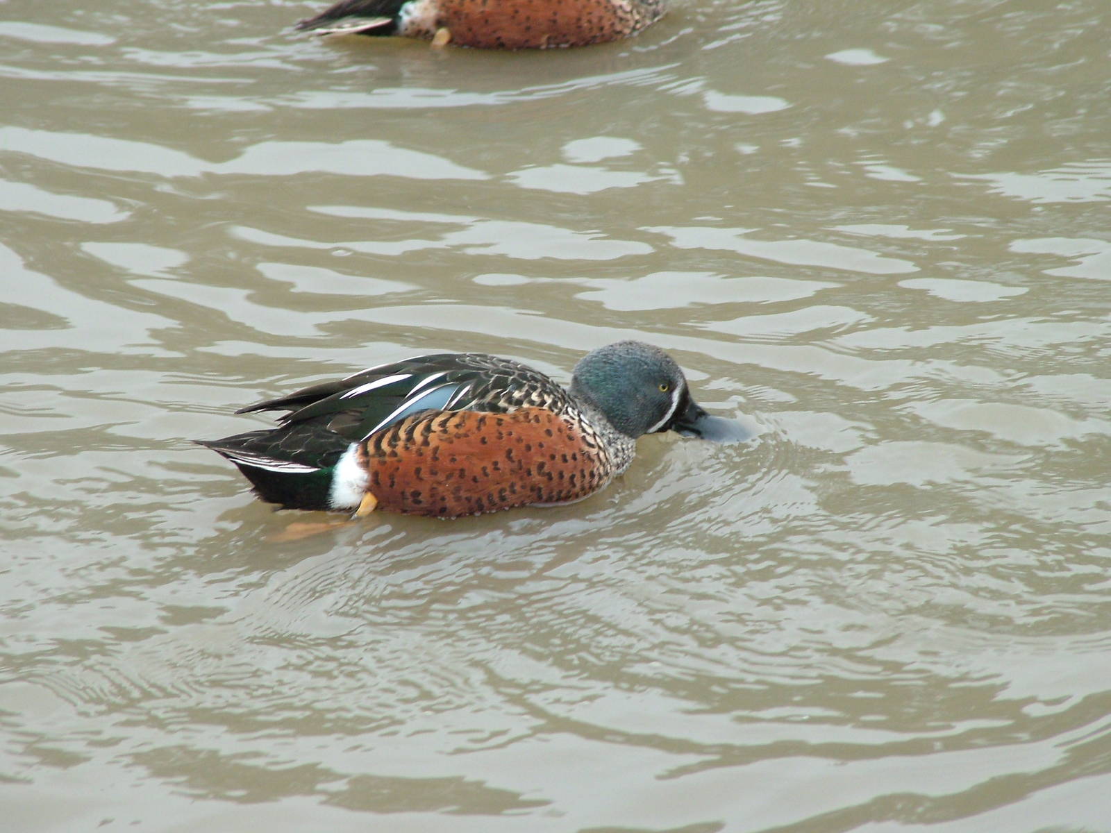 Australasian Shoveler at Slimbridge 06/02/10