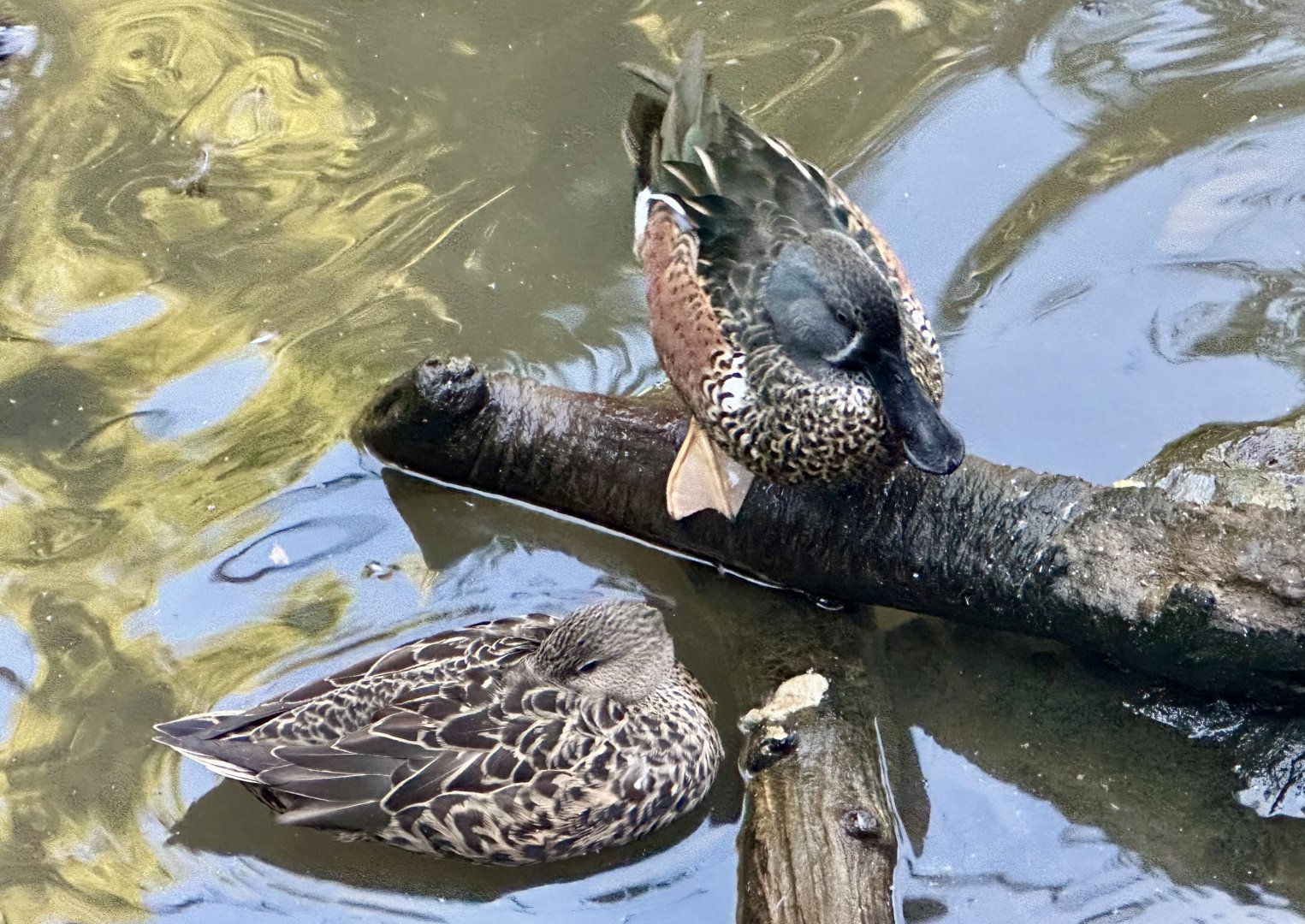 Australasian Shoveler/Grey Teal
