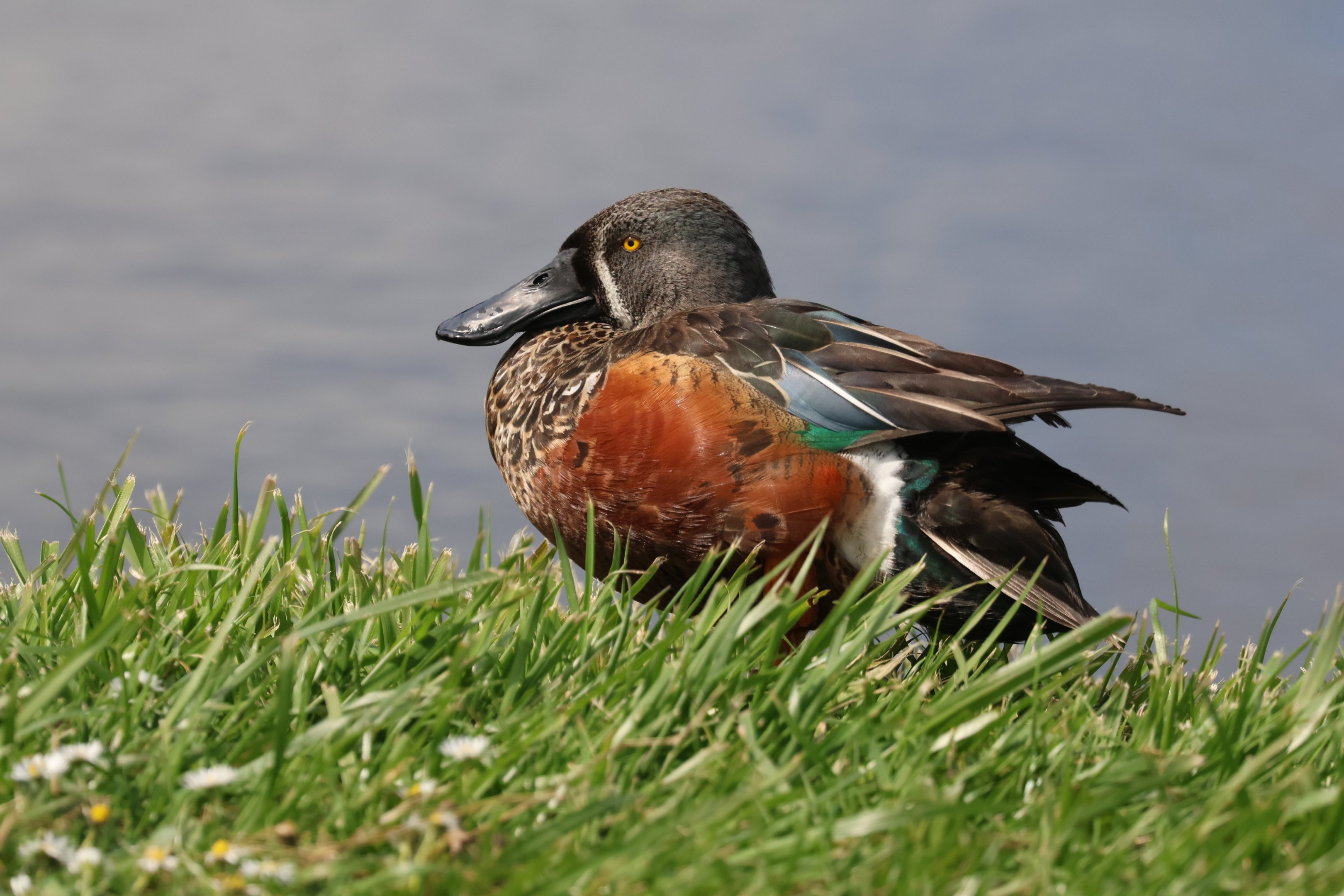 Australasian Shoveler (Spatula rhynchotis variegata) drake, Waimanu Lagoons Reserve (Waikanae, Wellington)