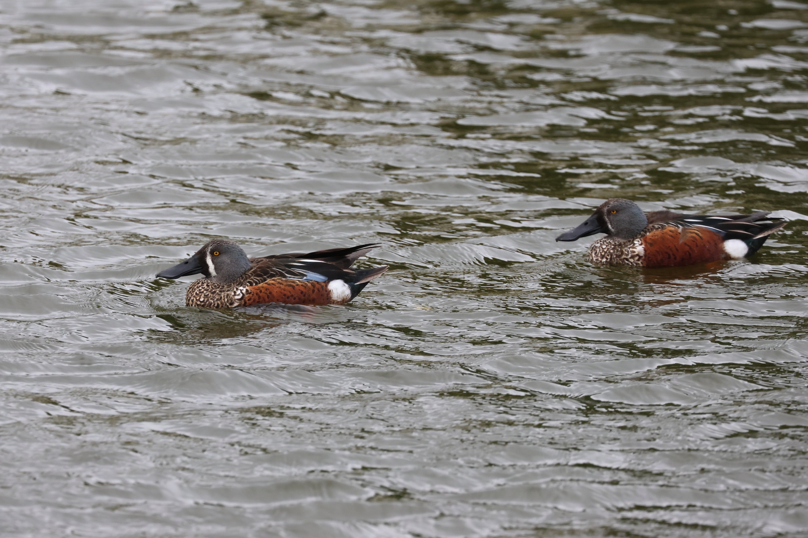 Australasian Shoveler (Spatula rhynchotis variegata) drakes, Waimanu Lagoons Reserve (Waikanae, Wellington)