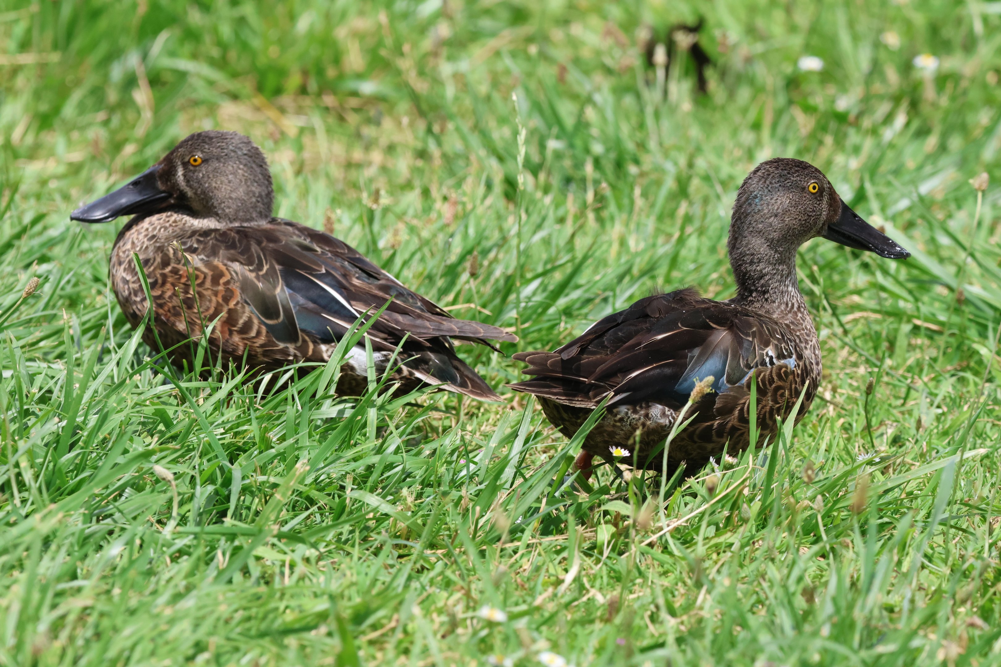 Australasian Shoveler (Spatula rhynchotis variegata) drakes, Waimanu Lagoons Reserve (Waikanae, Wellington)