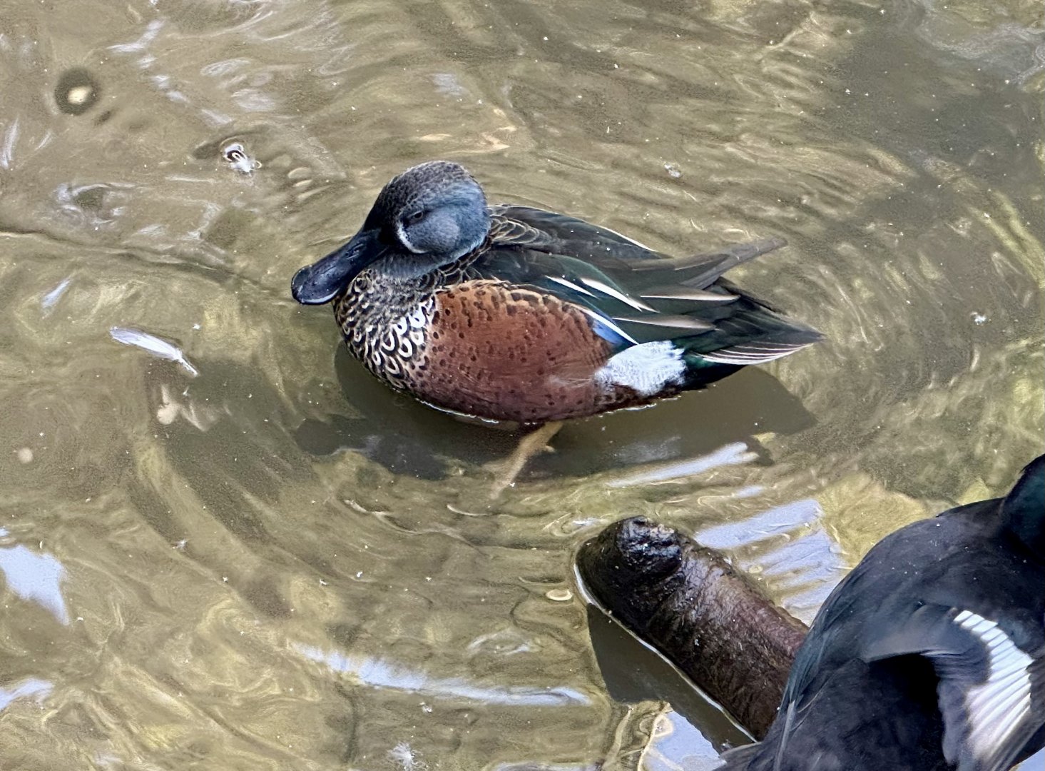 Australasian shoveler (Spatula rhynchotis)