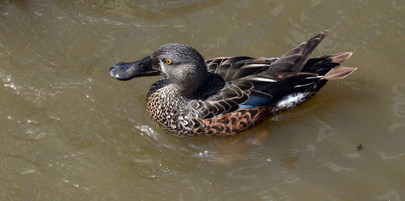 Australasian shoveler