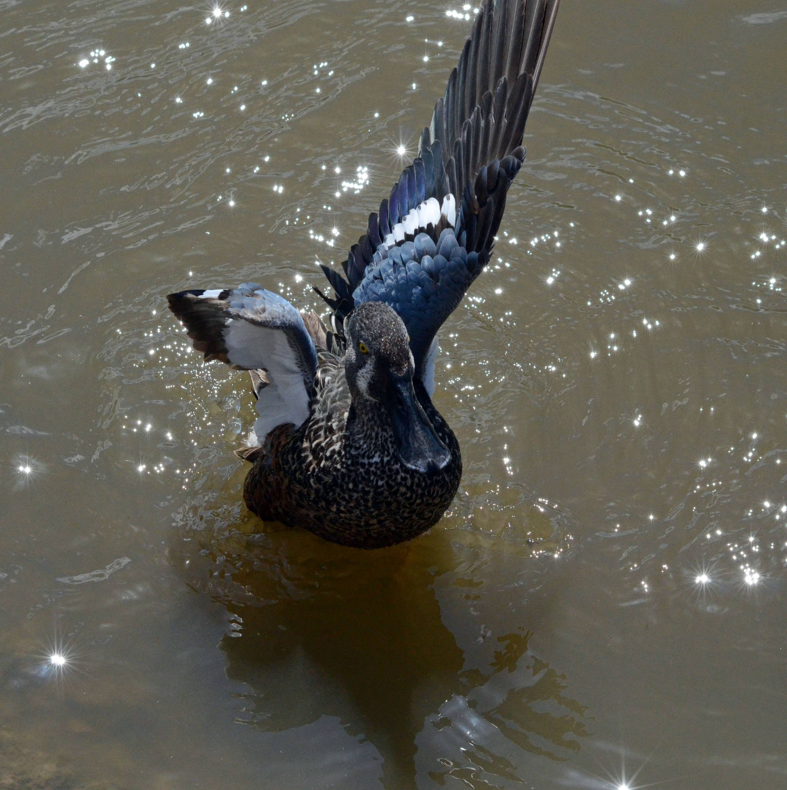Australasian shoveler