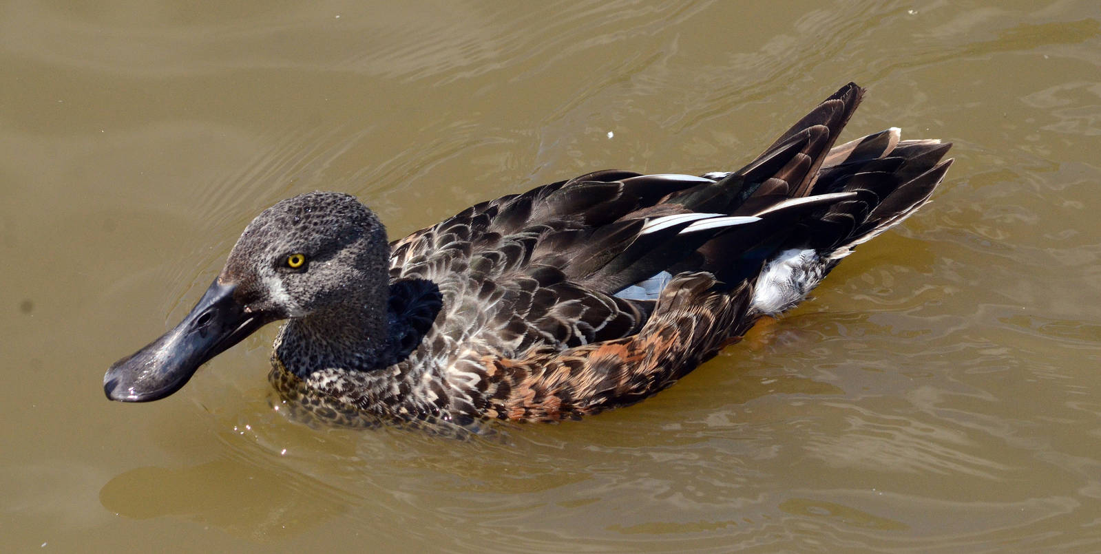 Australasian shoveler