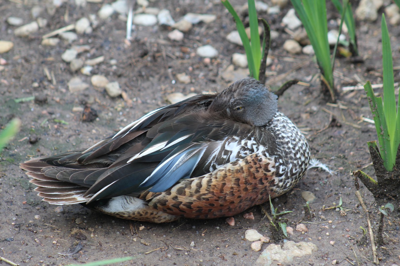 Australasian Shoveler