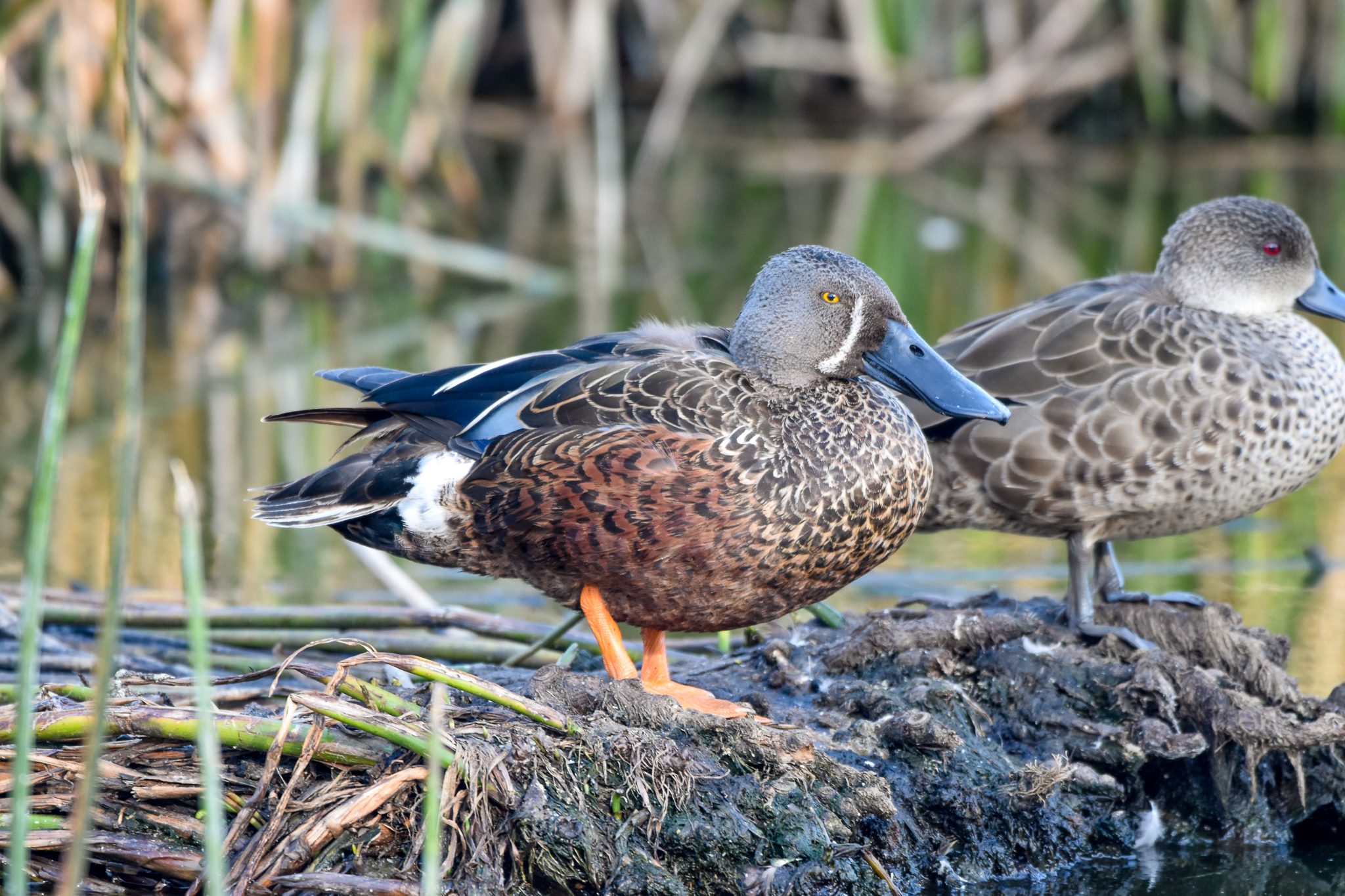 Australasian Shoveler