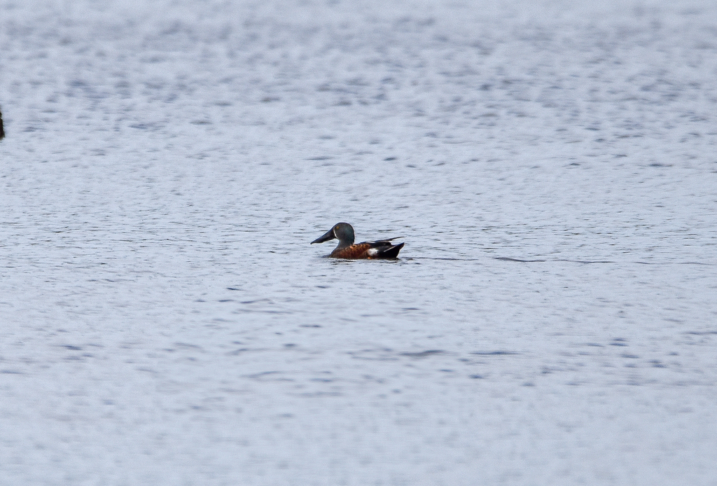 Australasian Shoveler
