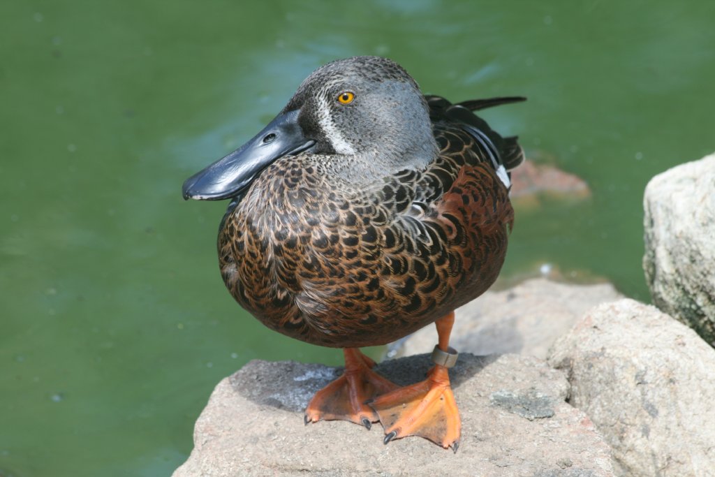 Australasian Shoveller male in eclipse
