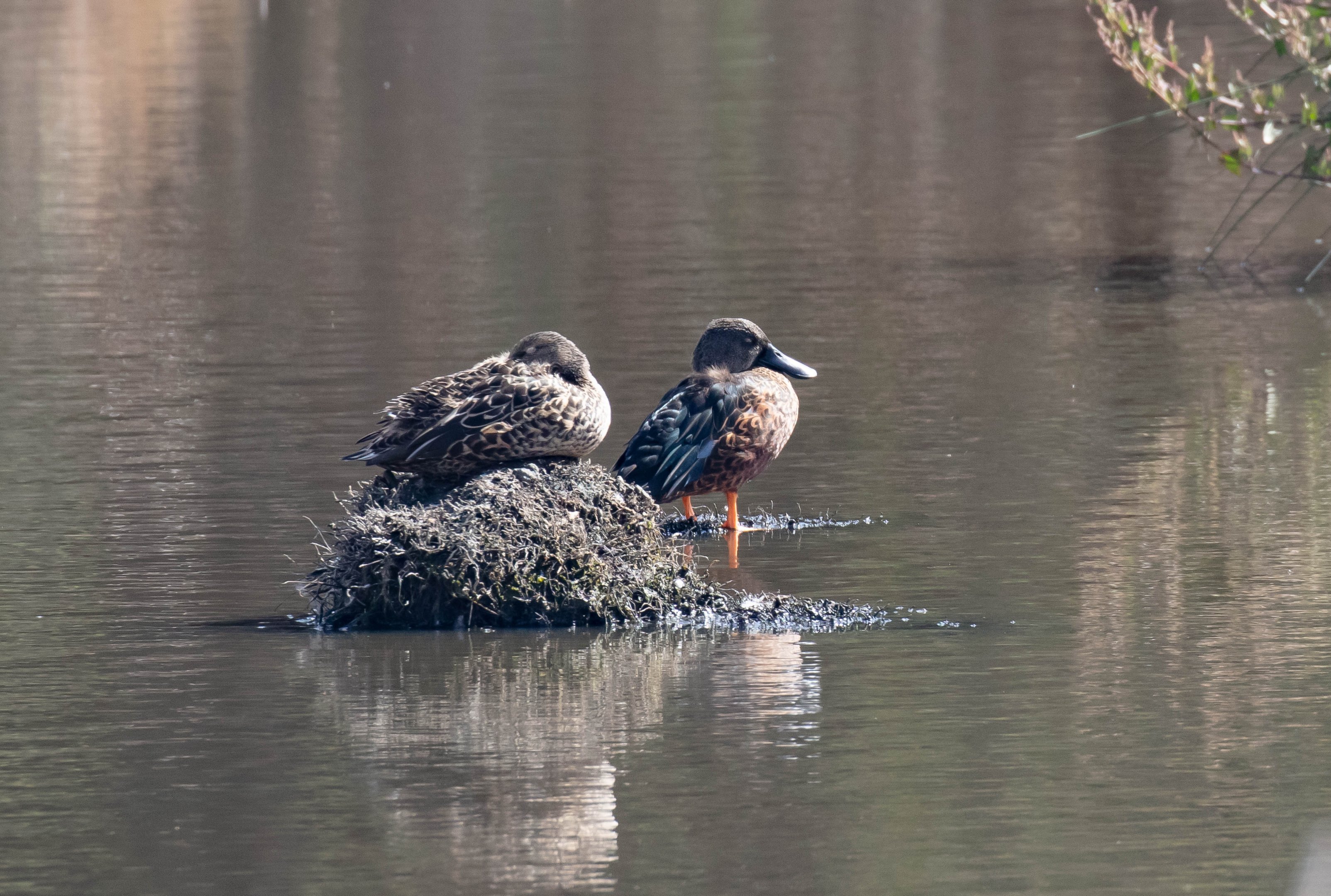 Australasian Shoveller